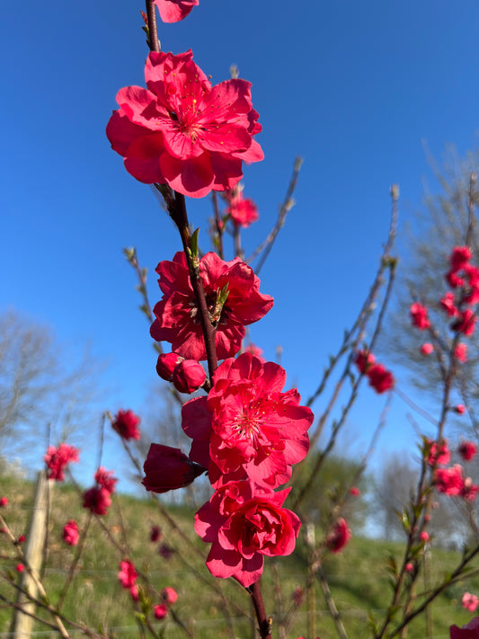 Peach Blossom Branches