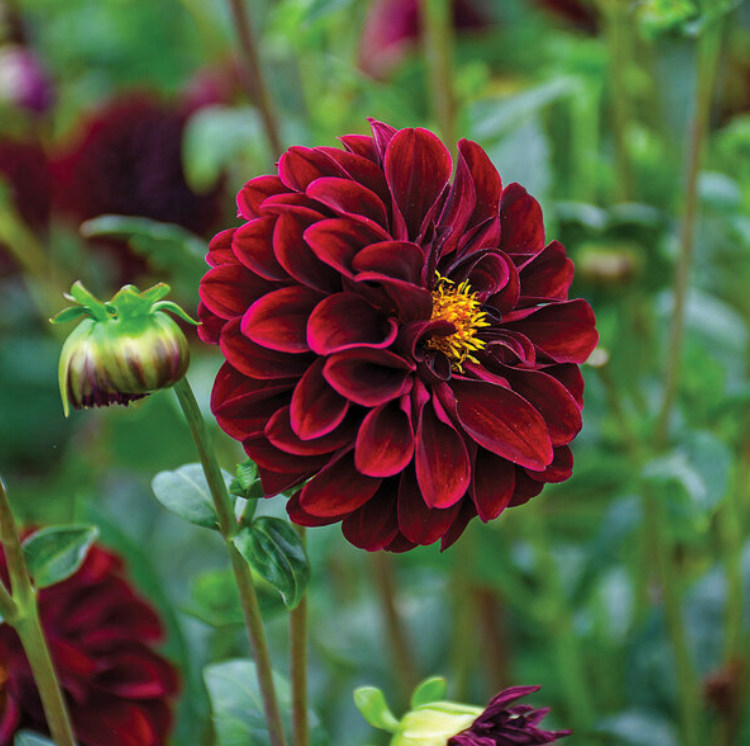 La Recoleta Dahlia Tuber