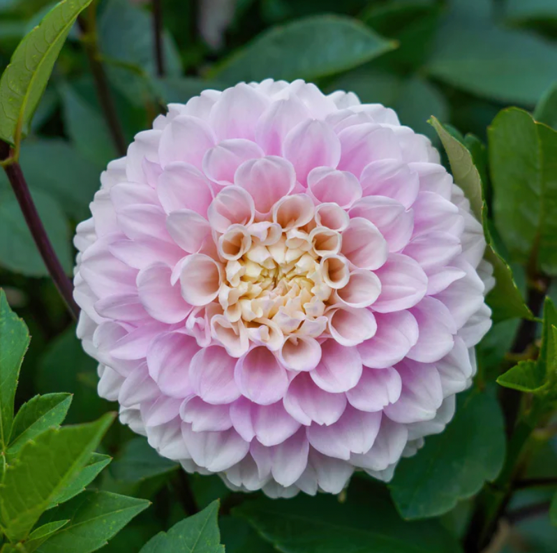 Wizard of Oz Dahlia Tuber