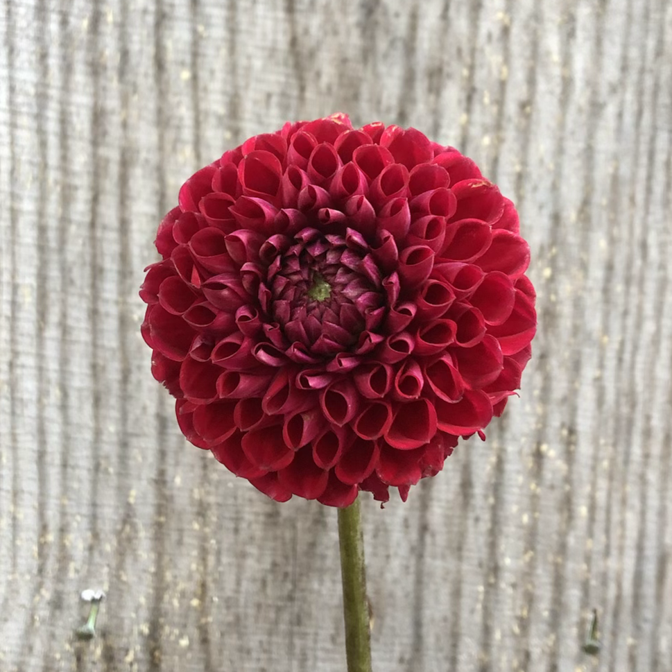 Cornel Red Dahlia Tuber (2) image 0