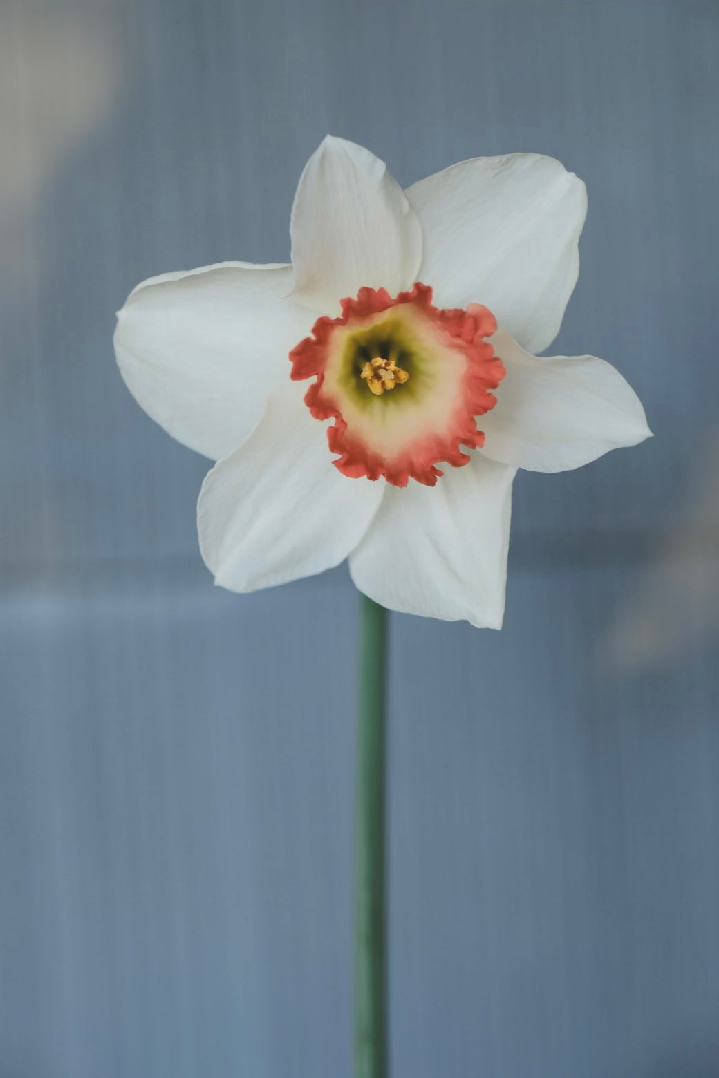 Daffodils image 4