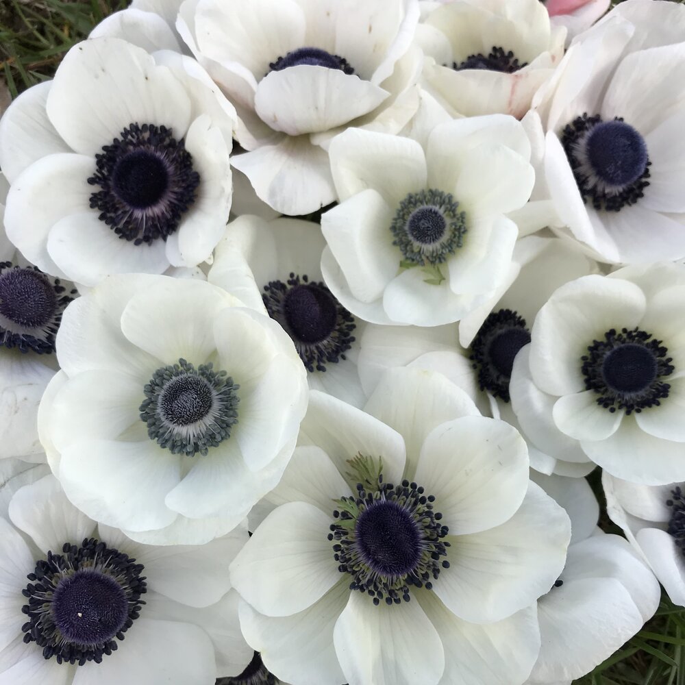 Anemones image 1