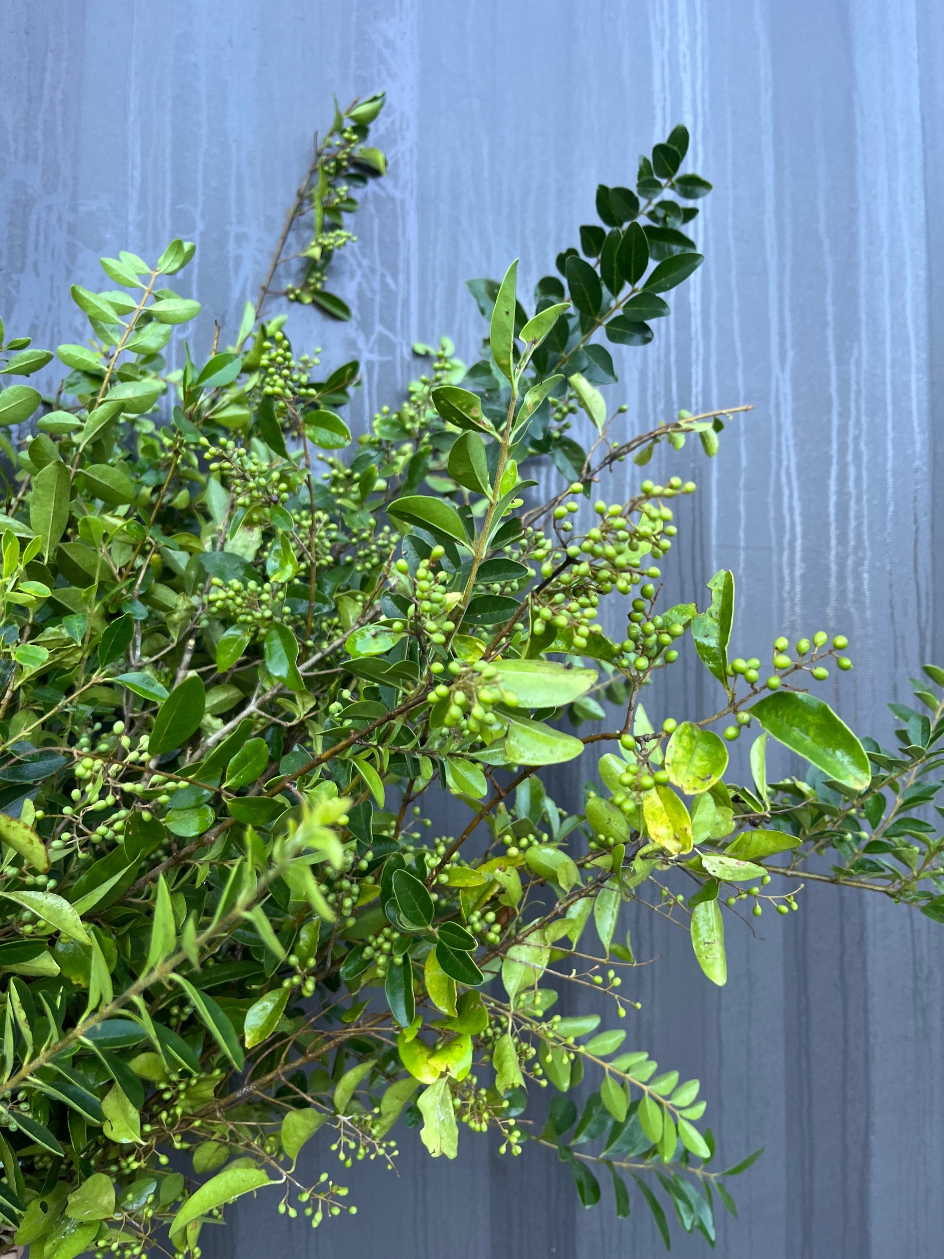 Greenery Bucket image 2