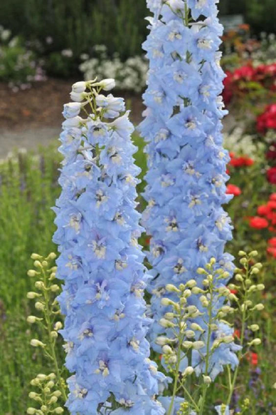 Delphinium