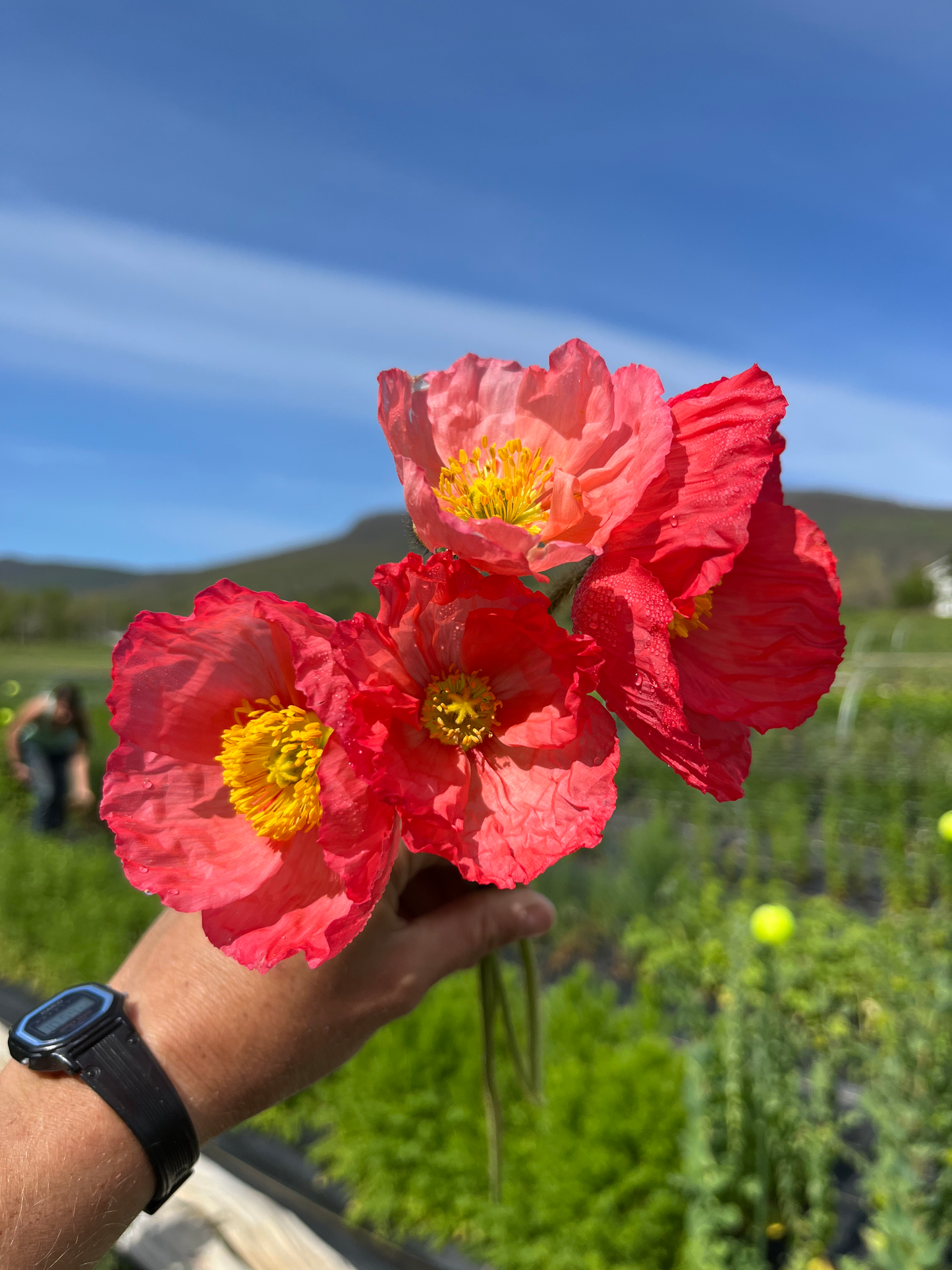 Poppies image 1