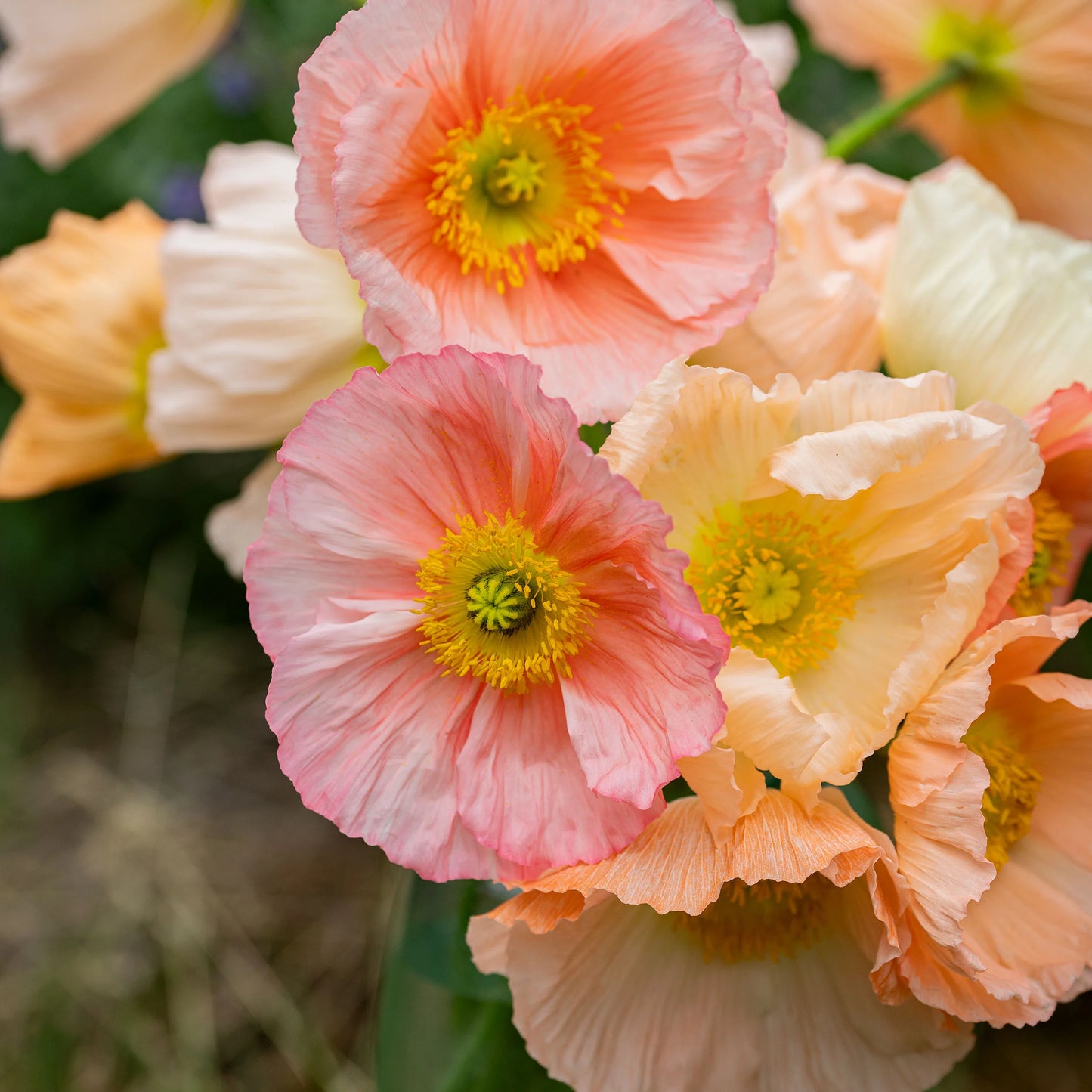 Poppies image 3